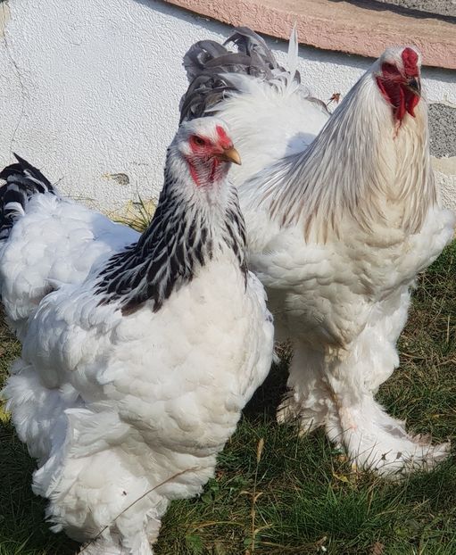  - Brahma herminat deschis 2017