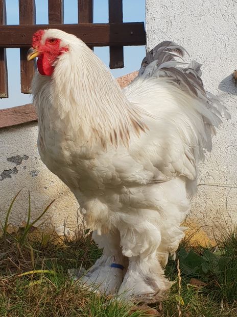  - Brahma herminat deschis 2017