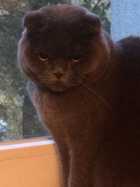 Iubitul Leilei - Leila