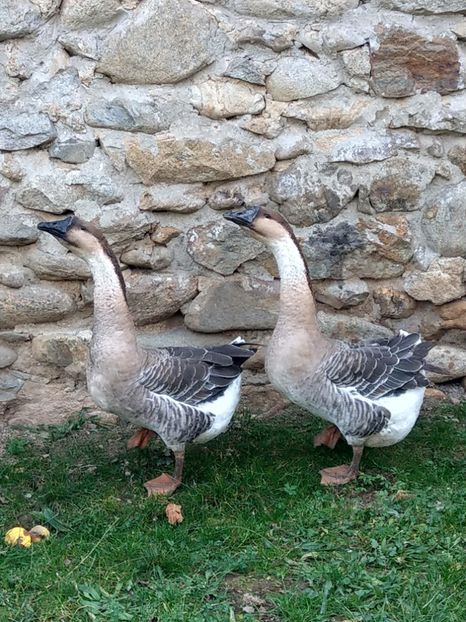  - GASTE AFRICANE si gaste romanesti