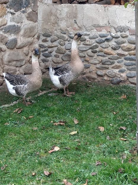  - GASTE AFRICANE si gaste romanesti