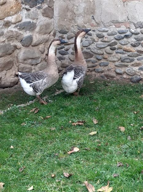  - GASTE AFRICANE si gaste romanesti