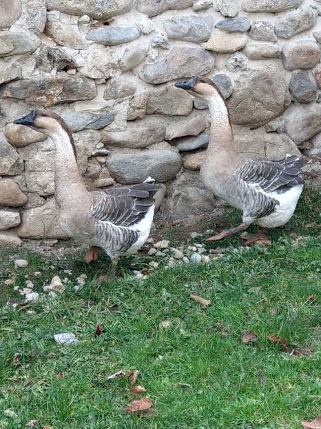  - GASTE AFRICANE si gaste romanesti