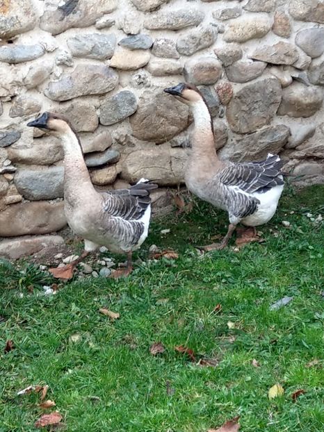  - GASTE AFRICANE si gaste romanesti