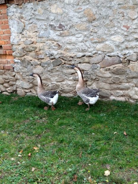  - GASTE AFRICANE si gaste romanesti