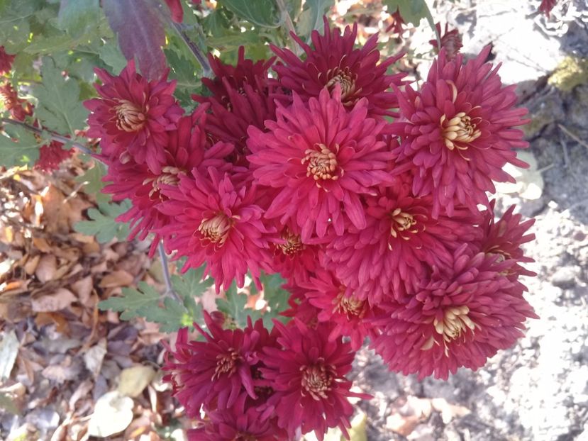 20181030_143456(0) - Crezanteme 2014-prezent