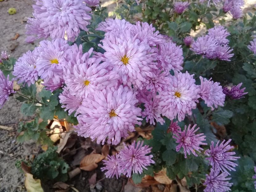 20181030_143439(0) - Crezanteme 2014-prezent