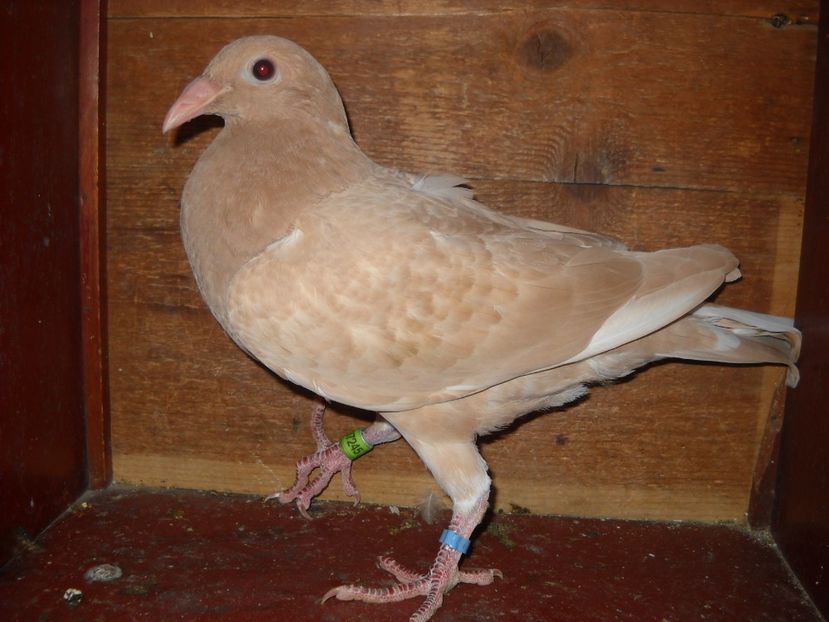  - UNDEVA IN SUCEAVA arhiva