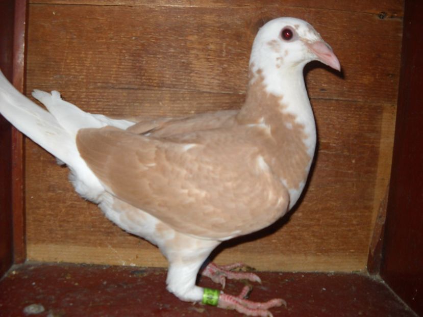  - UNDEVA IN SUCEAVA arhiva