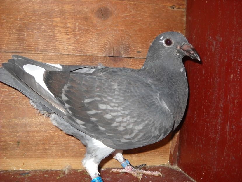  - UNDEVA IN SUCEAVA arhiva