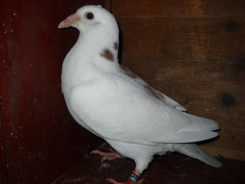  - UNDEVA IN SUCEAVA arhiva