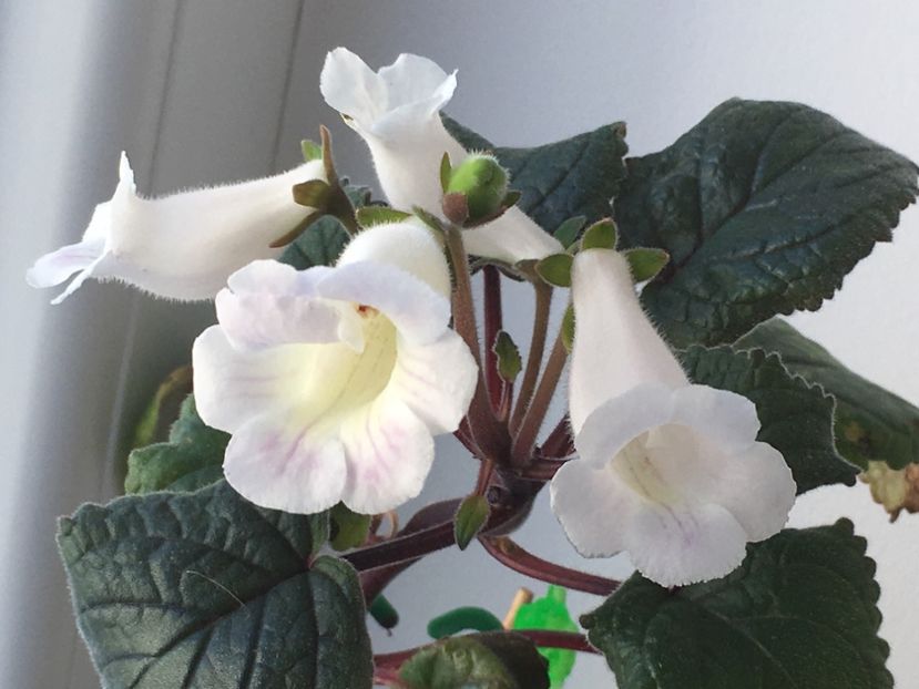 52E20912-D717-49B6-AD6B-029473050A33 - Sinningia 2018