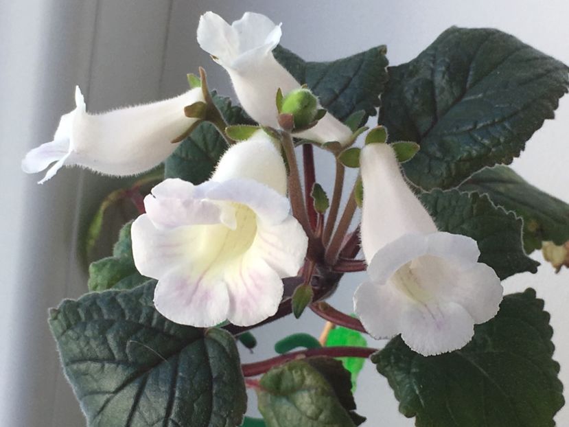 362762EC-1079-43AC-BB16-52E9D2FB050A - Sinningia 2018