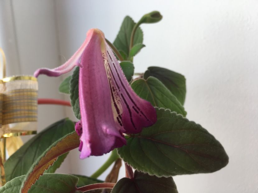 60E5CFC7-697A-4810-A375-2A986287B22C - Sinningia 2018