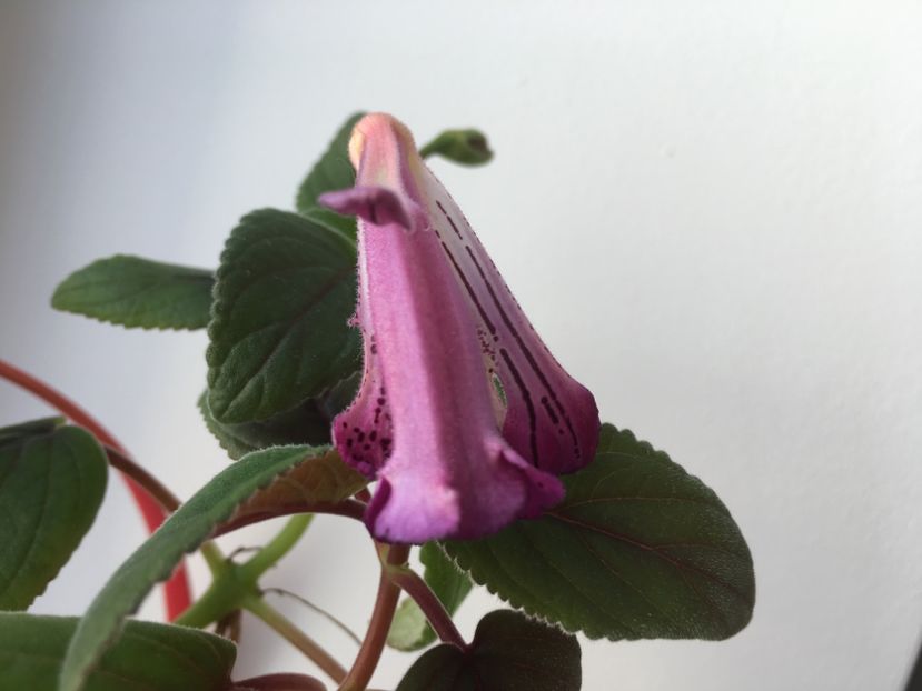 A80D9DC8-2719-4540-957E-09A506CBF07F - Sinningia 2018