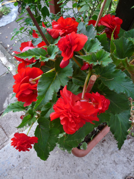  - Begonia