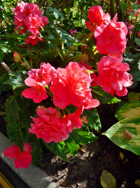  - Begonia