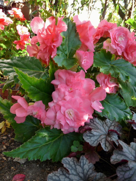  - Begonia