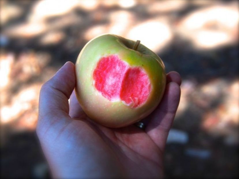 08-pink-pearl-apples-664x498 - Un soi de mar deosebit de gustos si frumos