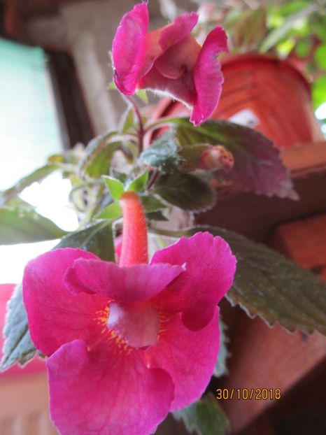 Werner - ACHIMENES 2020 - VANZARI HIBRIZI