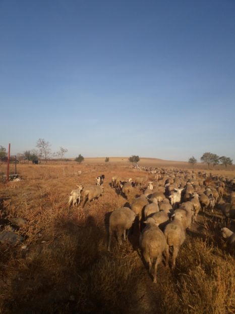  - 30 octombrie dimineața in marsh