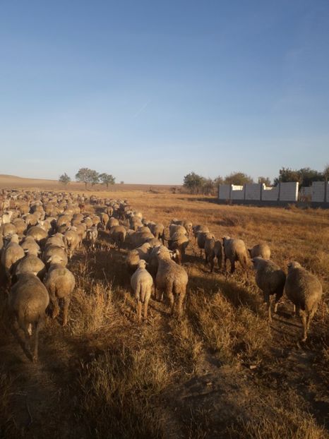  - 30 octombrie dimineața in marsh