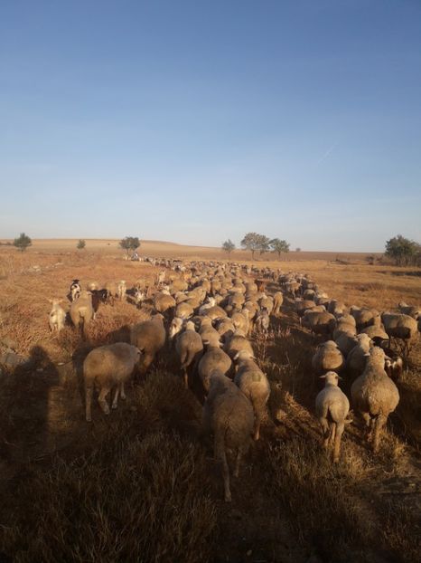  - 30 octombrie dimineața in marsh