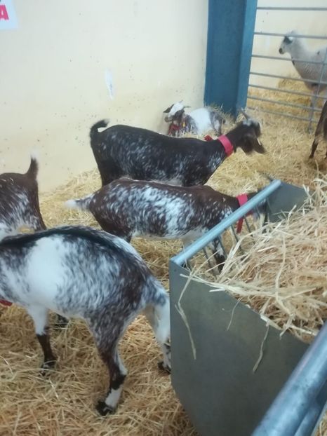 IMG-20181022-WA0040 - Capre si oi de prin alte țări