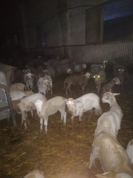 IMG-20181022-WA0017 - Capre si oi de prin alte țări