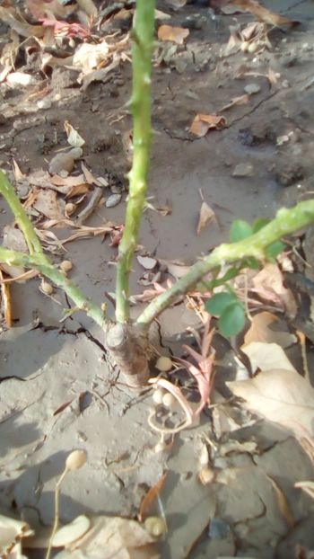 Printesa Farah - Gradina mea la sfarsit de octombrie 2018