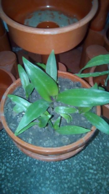 TRADESCANTIA SPATHACEA - epuizat - 0 Donez 2019