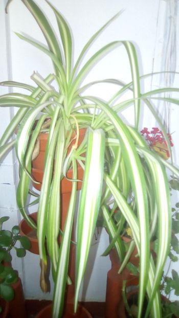Clorofitum - Gradina mea la sfarsit de octombrie 2018