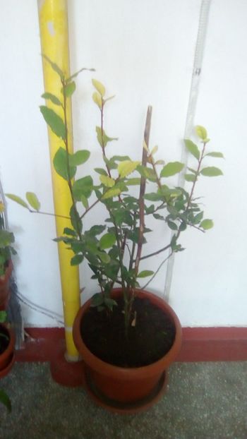 Dafin - Gradina mea la sfarsit de octombrie 2018