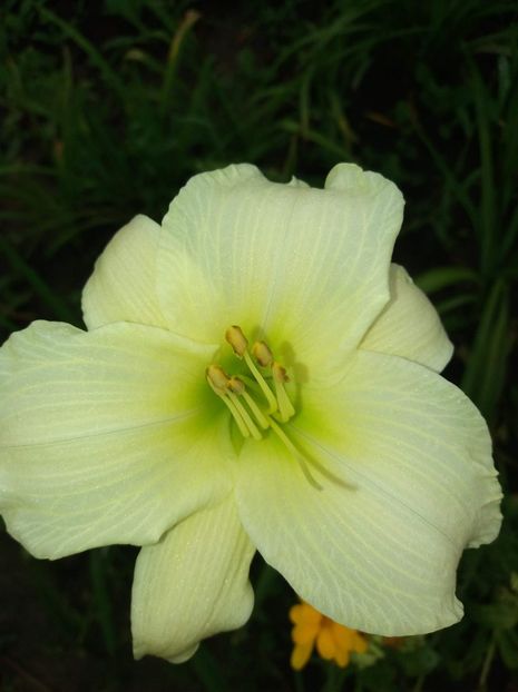 received_1721661674617770 - Hemerocalisii mei în 2018