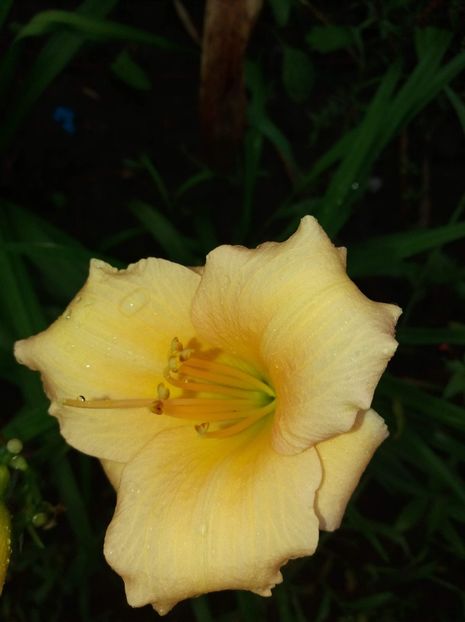 received_2579251892100451 - Hemerocalisii mei în 2018