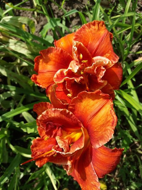 received_651743558536815 - Hemerocalisii mei în 2018