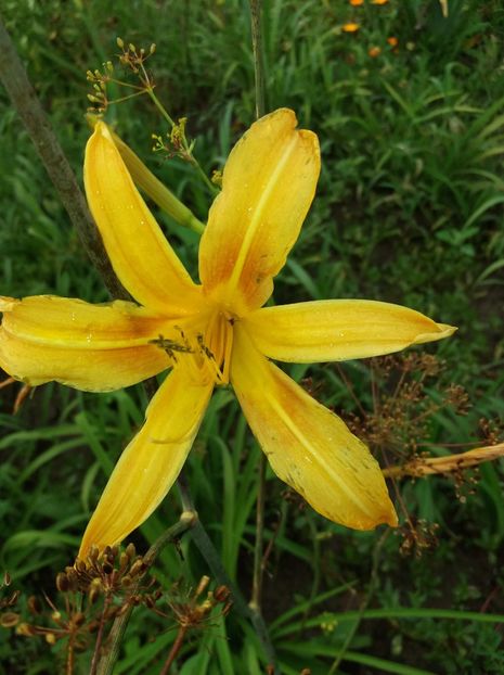 received_228722541306827 - Hemerocalisii mei în 2018