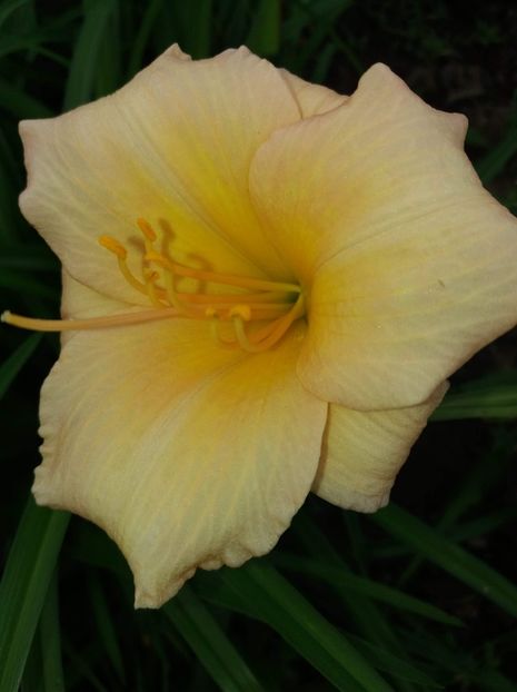 received_418447265311446 - Hemerocalisii mei în 2018