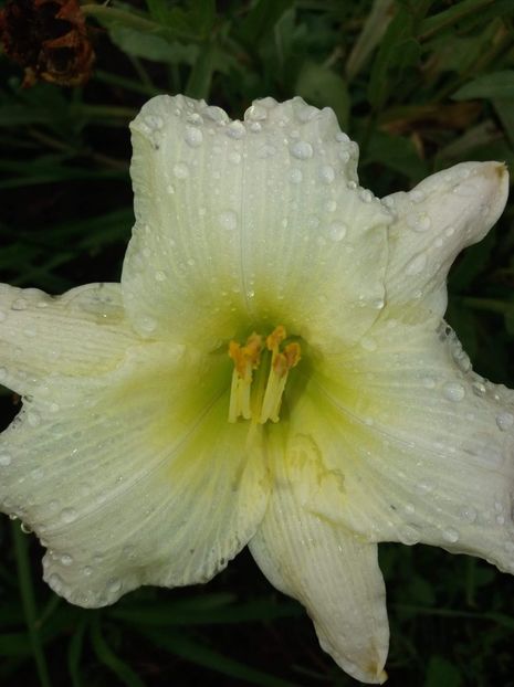 received_269422810316910 - Hemerocalisii mei în 2018