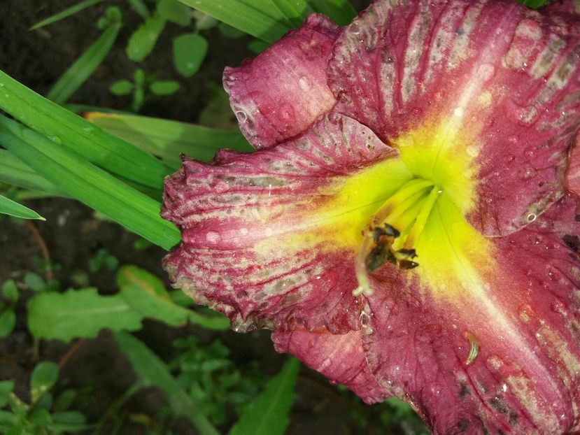 received_207279776608140 - Hemerocalisii mei în 2018