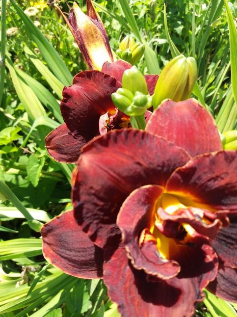 received_2093720100875681 - Hemerocalisii mei în 2018