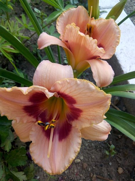 received_649059762110492 - Hemerocalisii mei în 2018