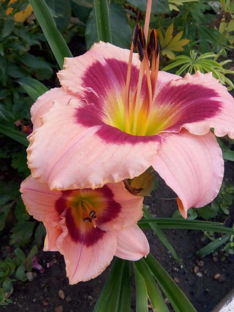 received_649059842110484 - Hemerocalisii mei în 2018