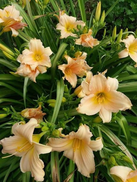 received_568056016877534 - Hemerocalisii mei în 2018