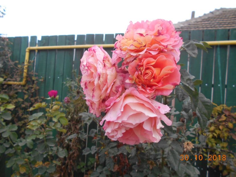 augusta louisa - 3Trandafiri 2018