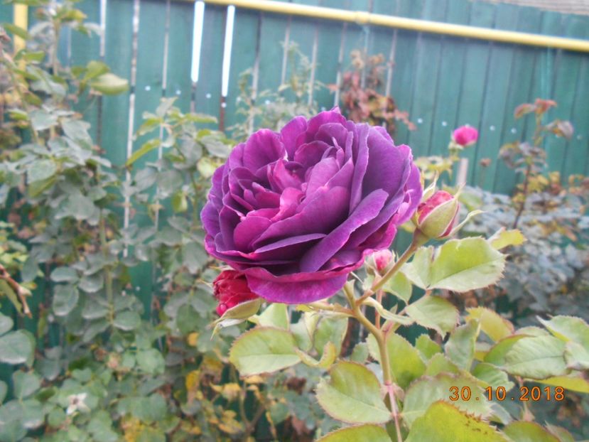 minerva - 3Trandafiri 2018