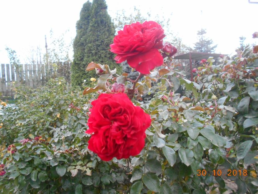 red leonardo da vinci - 3Trandafiri 2018