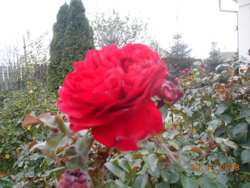red leonardo da vinci - 3Trandafiri 2018