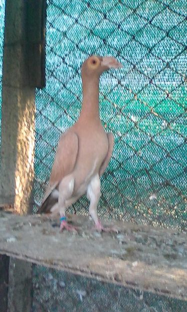 1.0  2018 - CARRIERI