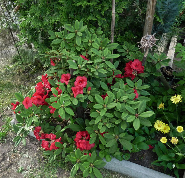  - Azalee si Rhododendroni